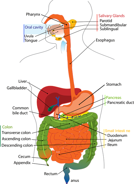 human digestion system